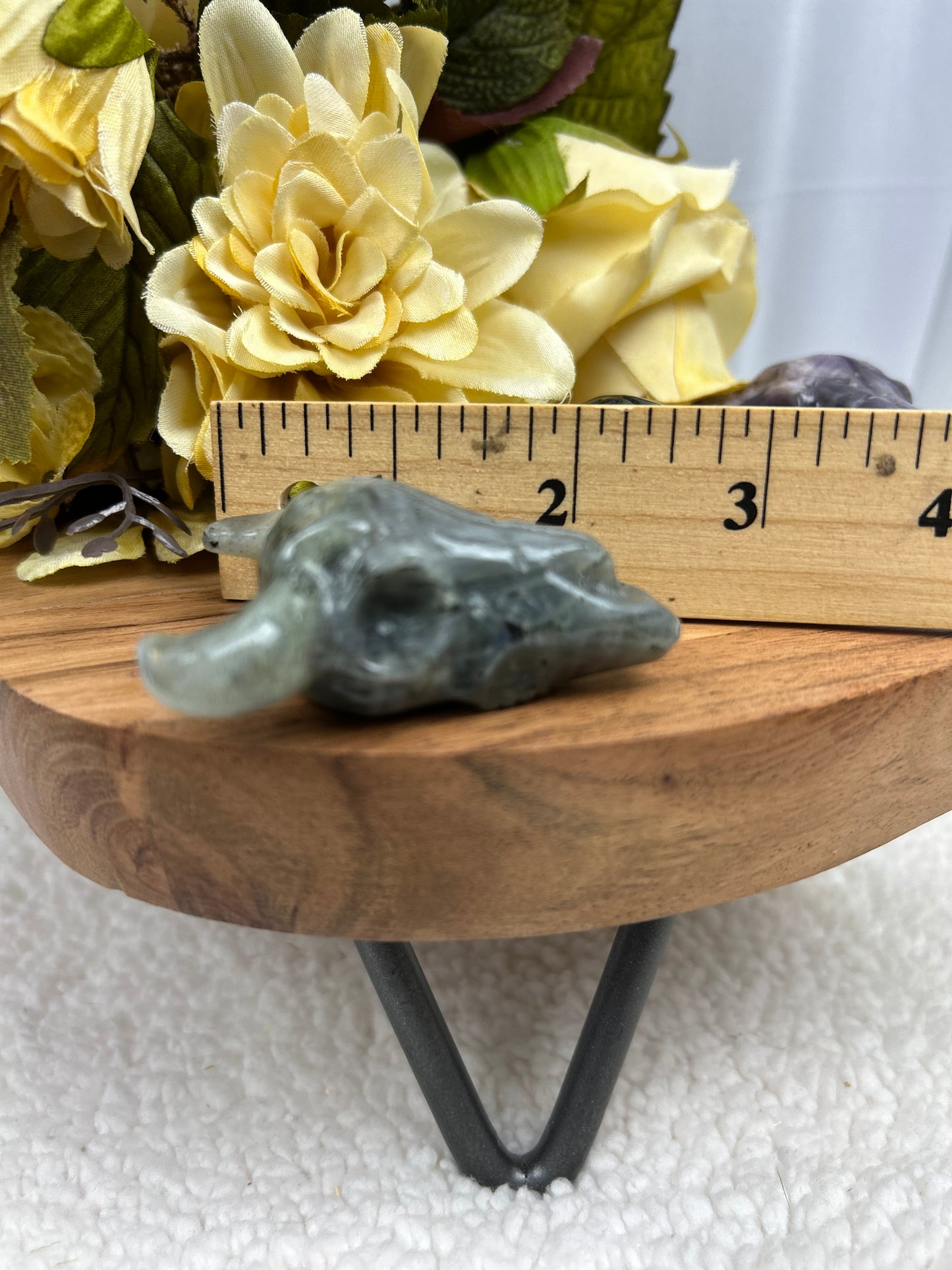 Steer Skull