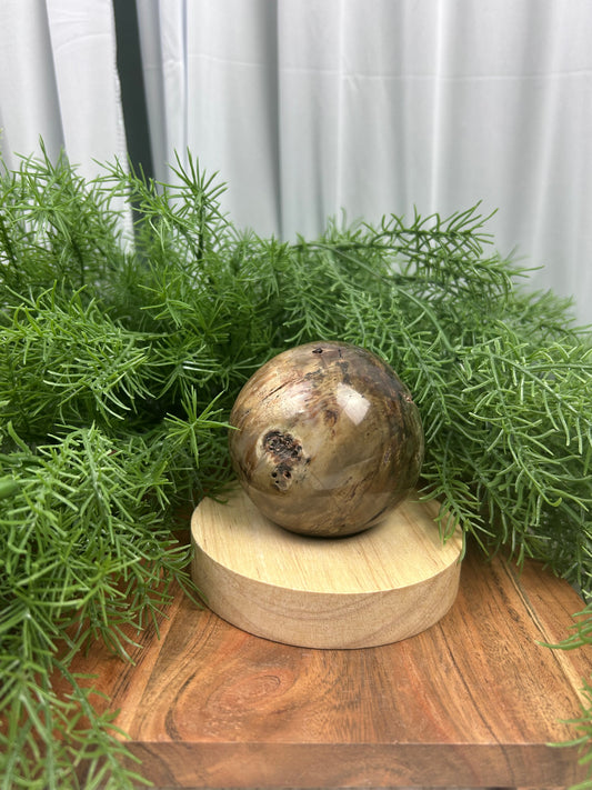 Dadoxylon Petrified Wood Sphere