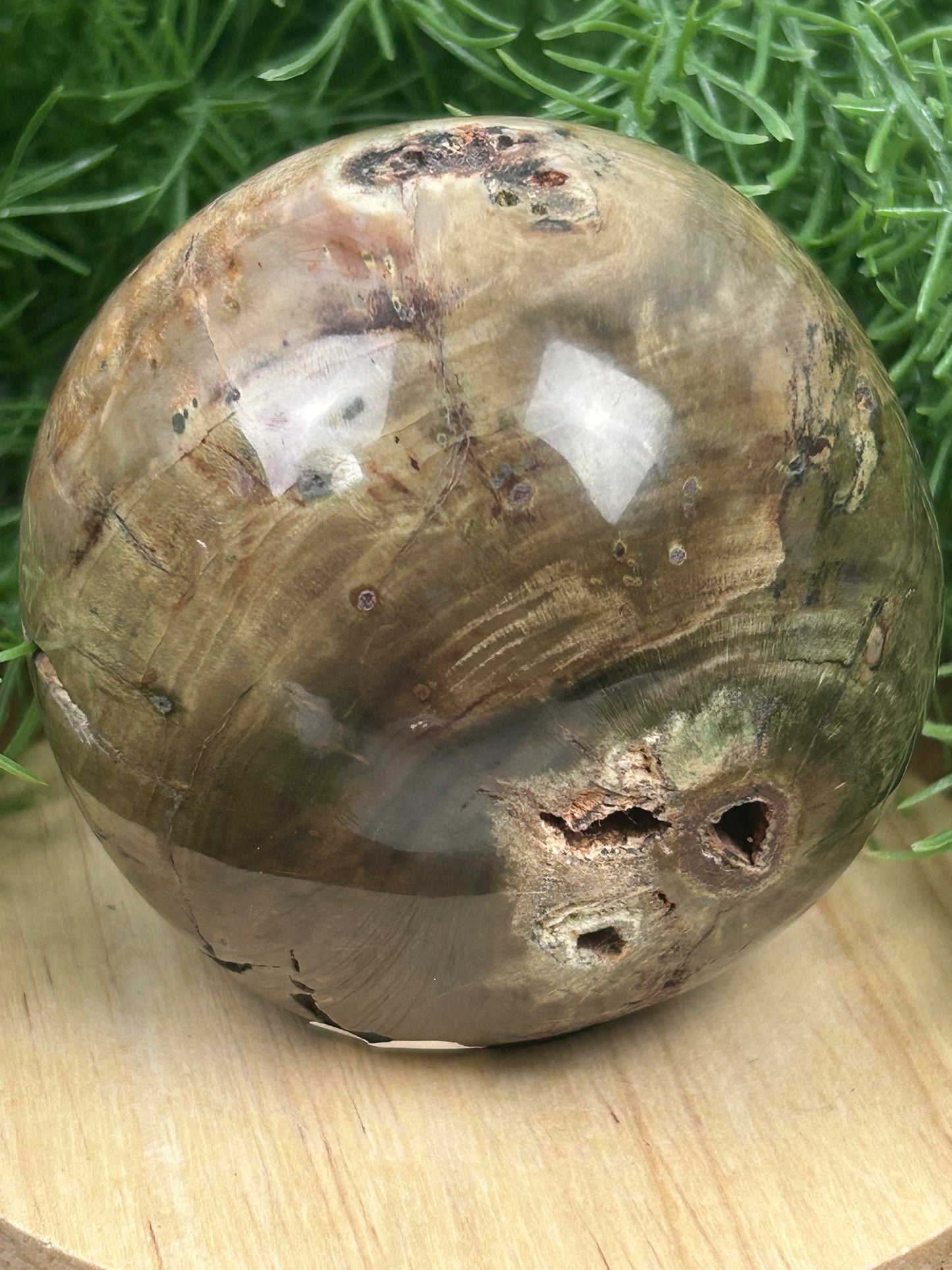 Dadoxylon Petrified Wood Sphere
