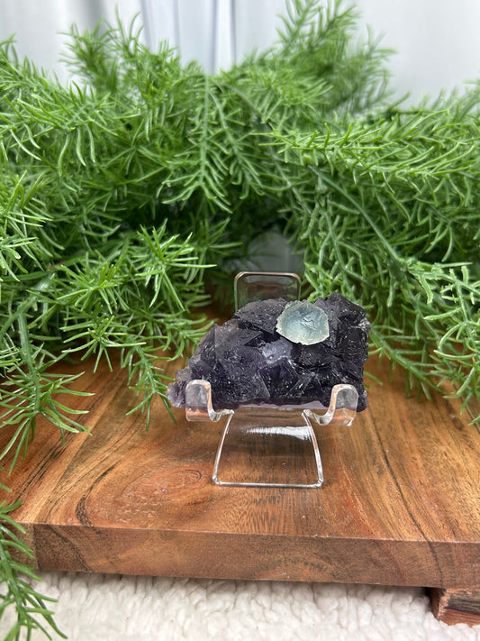 Phantom Fluorite