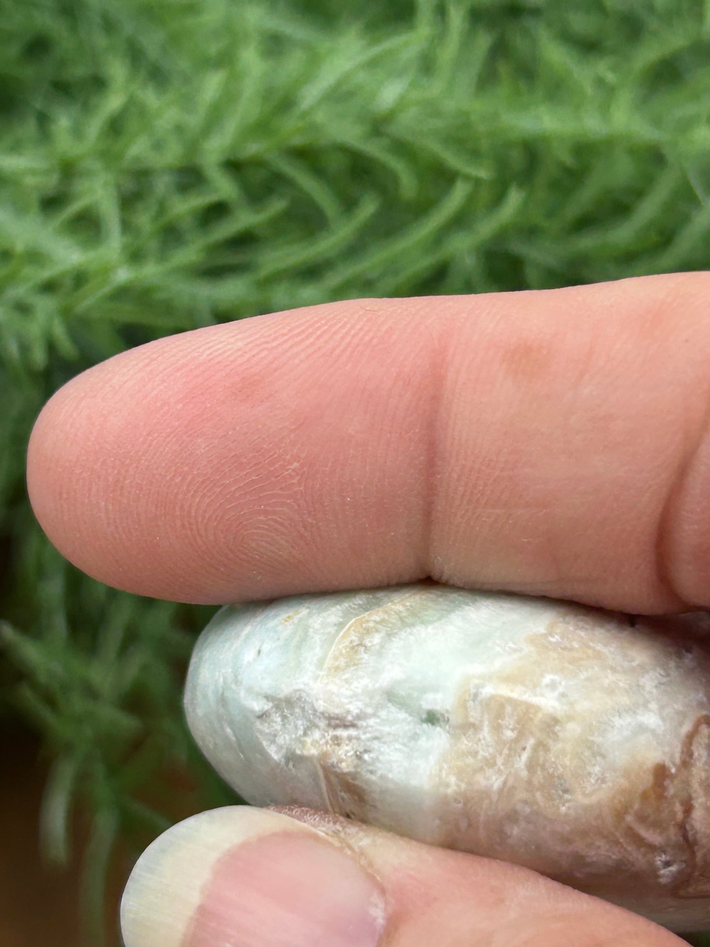 Caribbean Calcite Palm
