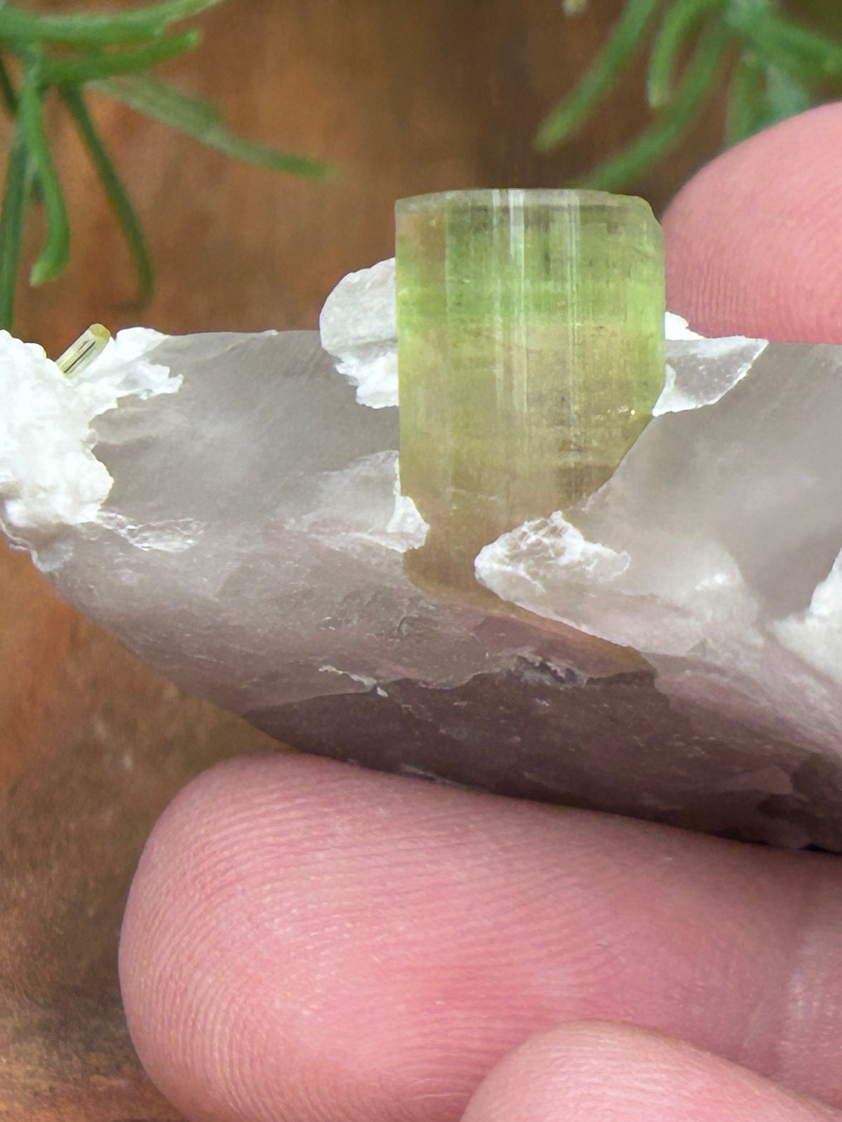 Watermelon Tourmaline on Matrix - Afghanistan